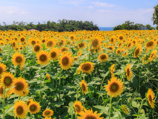 長崎鼻のひまわり園　大分県豊後高田市