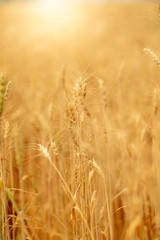 Wheat crop field. Ears of golden wheat close up. Ripening ears of wheat field background. Rich harvest Concept.