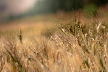 Obraz premium Wheat crop field. Ears of golden wheat close up. Ripening ears of wheat field background. Rich harvest Concept.