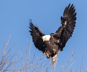 Bald Eagle 2019-14