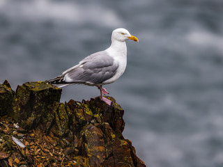 American Herring Gull Standing on a Rock Ledge
