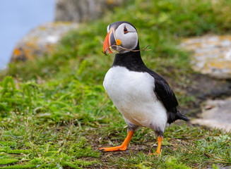 Atlantic Puffin Collecting Nesting Material