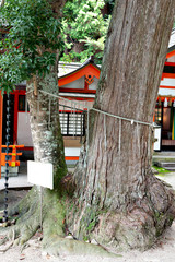 Sacred trees of Shiota hachiman-gu shrine in Kobe, Hyogo, Japan