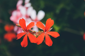 Amazing red and pink flowers