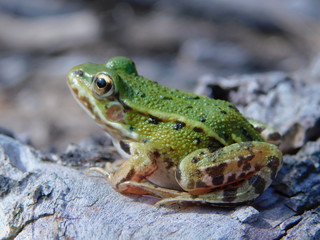 Jolie grenouille verte