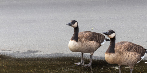 Two Canadian geese stand by water
