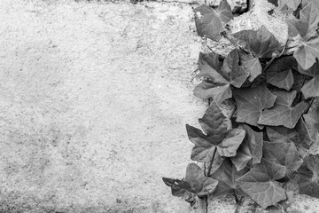 Black and white of Green ivy on old building