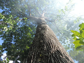 castanheira entre fumaça na amazônia