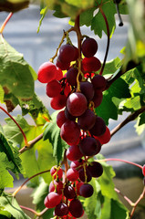 Grapes growing in the garden on a sunny summer day.