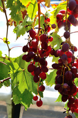 Grapes growing in the garden on a sunny summer day.
