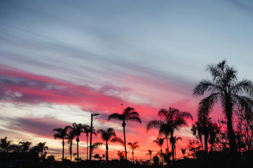 Fototapeta premium dark silhouette of palm trees and houses with wires at sunset sky