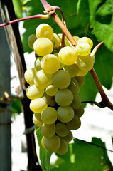 Grapes growing in the garden on a sunny summer day.