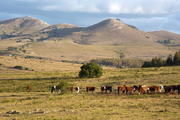 Sunny day in the middle of nowhere in the countryside of Uruguay