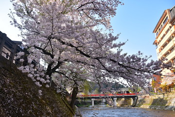 日本の岐阜県の高山市　春の高山祭期間中　宮川と中橋と満開の桜