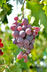 Grapes growing in the garden on a sunny summer day.