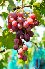 Grapes growing in the garden on a sunny summer day.