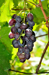 Grapes growing in the garden on a sunny summer day.