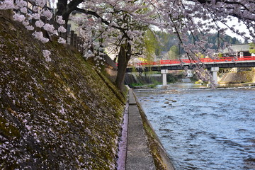 日本の岐阜県の高山市　春の高山祭期間中　中橋と宮川と満開の桜