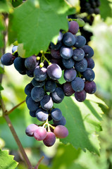 Grapes growing in the garden on a sunny summer day.
