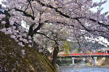 日本の岐阜県の高山市　春の高山祭期間中　中橋と宮川と満開の桜