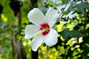 White hibiscus flower in the garden on a sunny day.