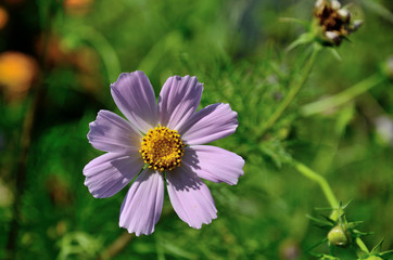 Obraz premium Cosmos bipinnatus blooms in the garden on a summer day.