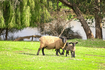 Obraz na płótnie Canvas Black face sheep and lamb on a green farm land