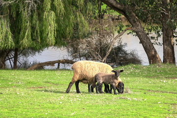 Black face sheep and lamb on a green farm land