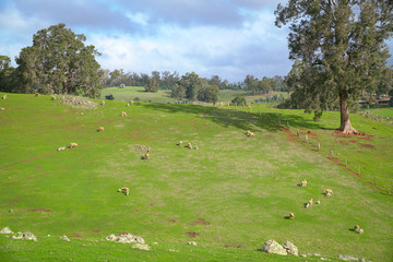 Obraz premium Landscape view of green meadow or farmland with sheep and lambs