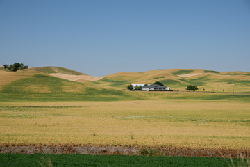 Fototapeta na wymiar House and wheat crop