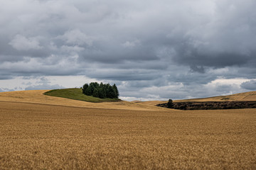 Fototapeta premium Wheat crop