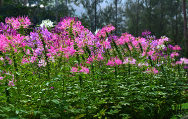 Fototapeta premium flower garden There are many colors of flowers and many kinds of beautiful nature. And refreshing when seeing flowers of many colors