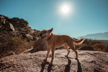 Naklejka premium Cute dog on a landscape