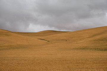 Fototapeta na wymiar Wheat crop