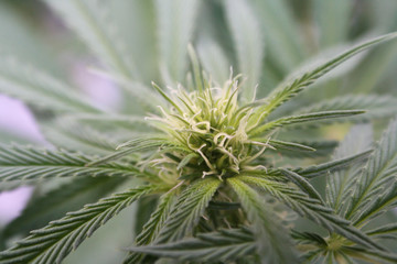 Naklejka na ściany i meble Marijuana Plant Close Up Of Bud High Quality 