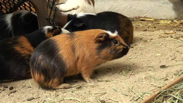 Guinea pig itching its body, 4K