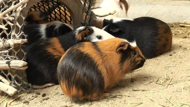 モルモット テンジクネズミ 4K  Guinea pigs