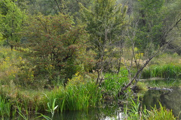  Hawthorn with fruits grows on the banks of a swampy plain river.