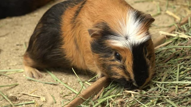 モルモット テンジクネズミ 4K / Guinea pig eating hay
