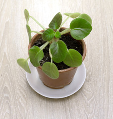 Green plant in a pot on a wooden table.