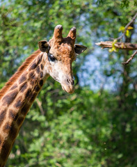 Giraffe head portrait, sky green trees.