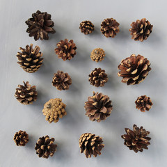 Siberian cone natural texture background