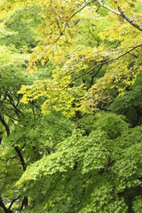 湯布院町　風景