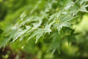 湯布院町　風景