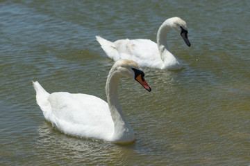 Fototapeta premium White swans on the water surface of the lake. Beauty of nature