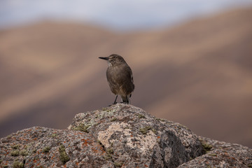 Free bird in the nature