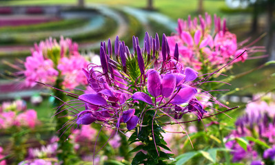  flower garden There are many colors of flowers and many kinds of beautiful nature. And refreshing when seeing flowers of many colors