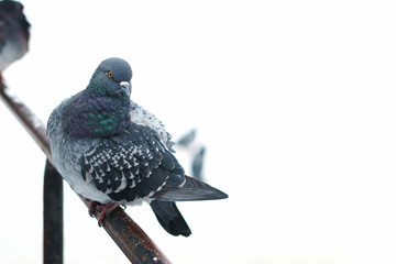 Beautiful wild free pigeon sitting on a fence in a winter snowy scenery. Area for text or graphic design effect