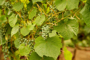 Green grapes growing on grape vines. Unripe, young wine grapes in vineyard, early summer. Bunch of green unripe grapes with leaves. Young branch of grapes on nature. 