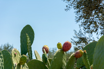 Horizontal Shot of Indian Figs also Known as Ficus Indica in Italy